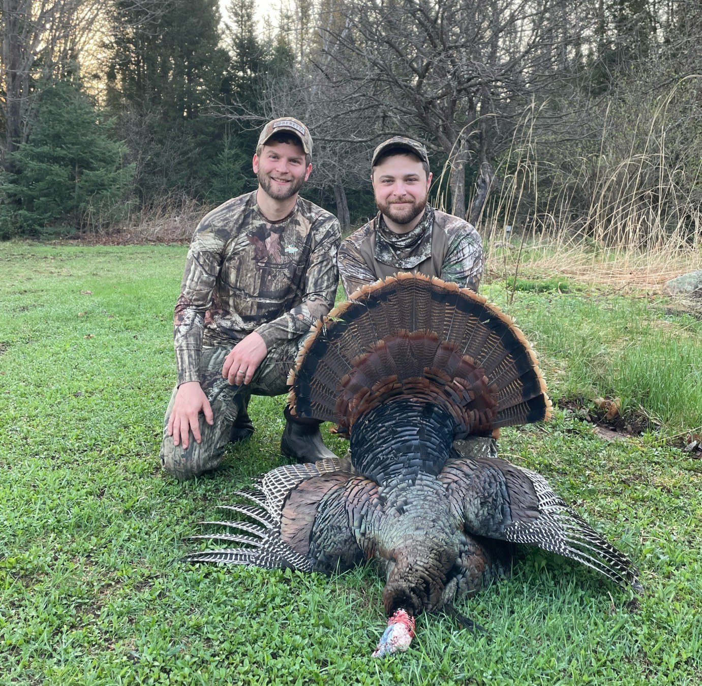 Gobbler Buds