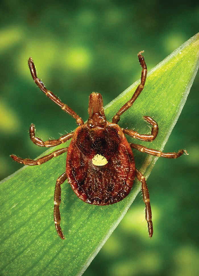Lone Star Tick Photo by Centers for Disease Control