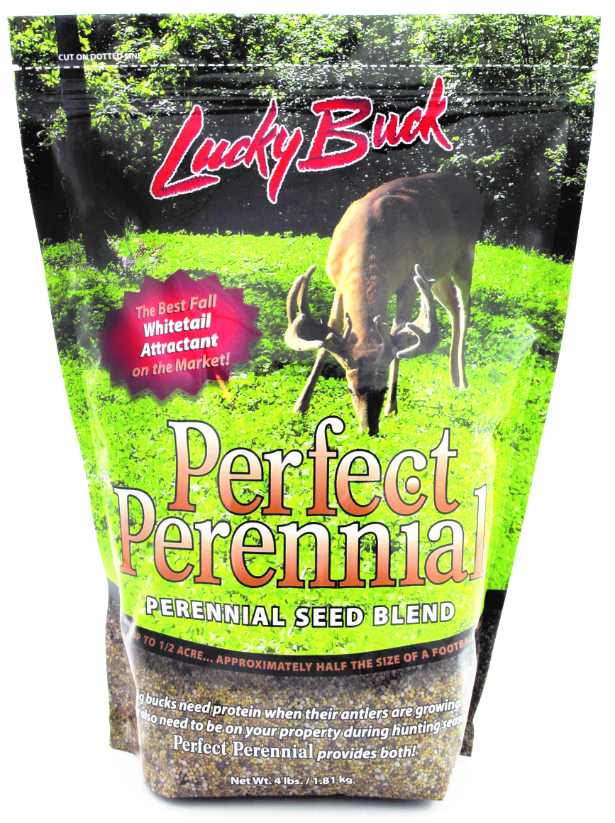 Lucky Buck Perfect Perennial
