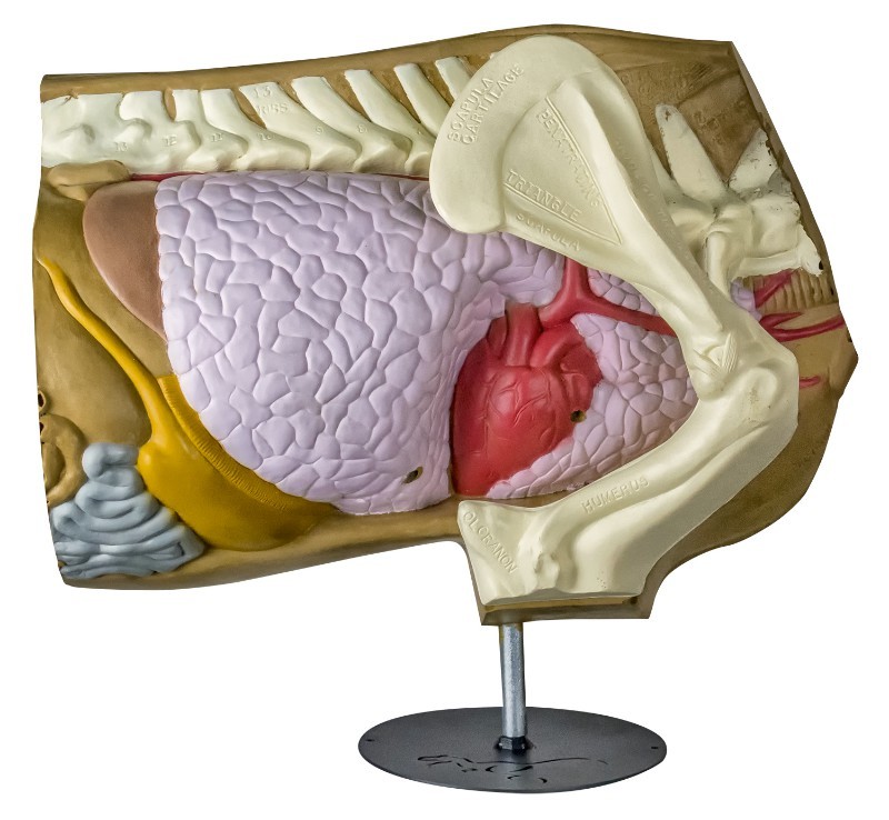Tabletop Anatomy Model
