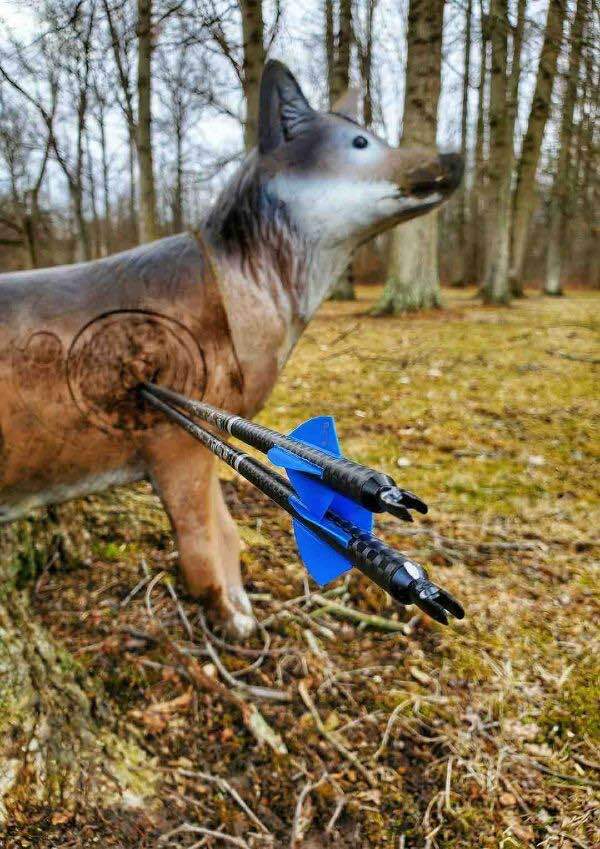 Arrows in coyote target