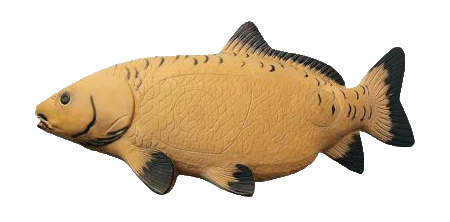 Asian carp 450x505 resize