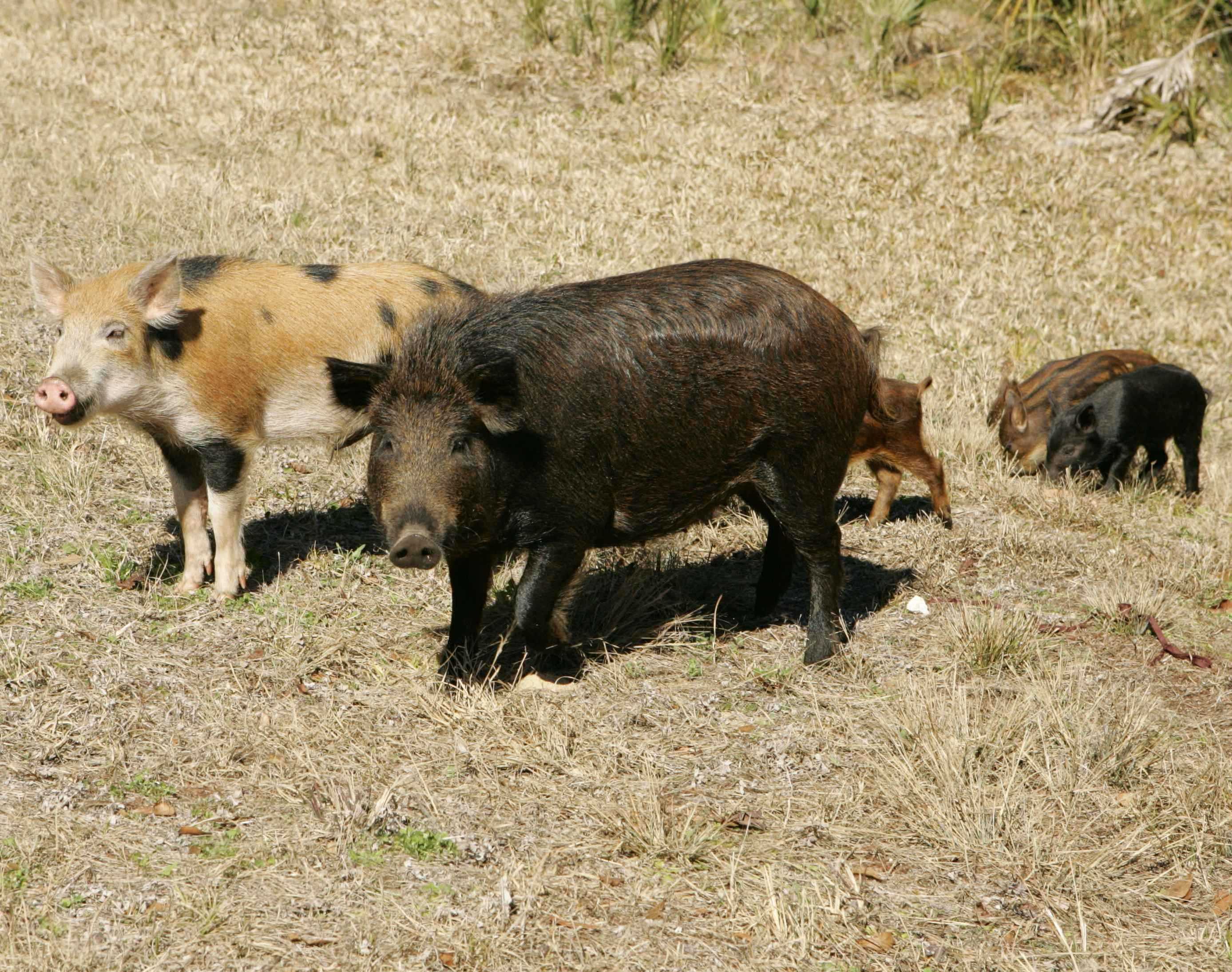Hog 4