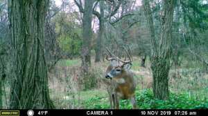 8000i Daytime Deer Photo e991f65cda8cad0d03a7ea8cd2674507 200623 132502