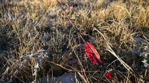 Web blood Arrow 1