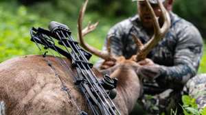 6 deadly accurate arrows lead pic