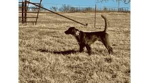 Irish Dog