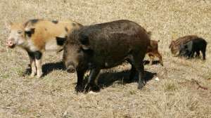 Hog 4