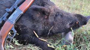 Hog Rifle 1