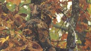 Mossy Oak Fall Foliage 4