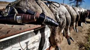 Reese Waterfowl Calls 4 copy f4159788da6a13a05c7755e7e3b29890 211012 132506