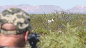 Texas Oryx 2 e991f65cda8cad0d03a7ea8cd2674507 240402 122503