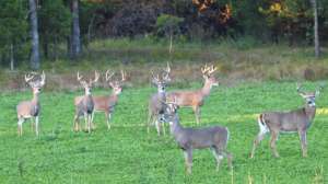 Whitetail Institute food plot PRADCO 190104 133803