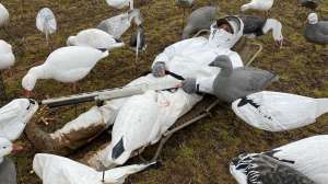 Alps Snow Goose Hunting Chair in action copy