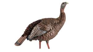 Avian X HDR Hen