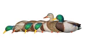 Avian X Mallards Fusion
