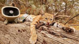 Bobcat 2