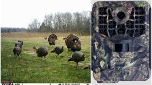 Collage Covert with turkeys 190104 121752