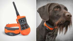 Collage Sport Dog 1275