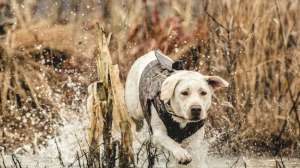Dog Vest