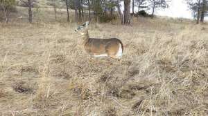 Dreamy Doe brown field