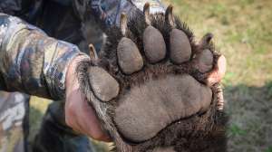 FE Bear Profits 2 Bear Paw2