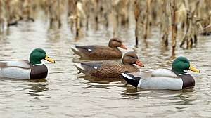 Flambeau Storm Front 2 mallards