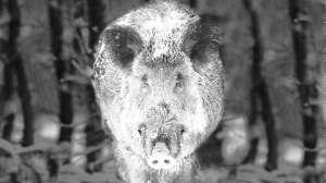 Hog Mockup1 Photo Courtesy of Pulsar copy