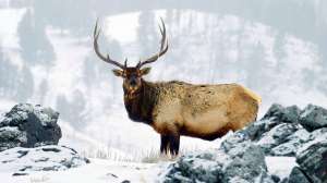 Mystery Ranch elk