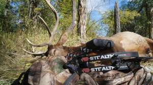 PSE spotlight beauty
