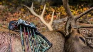 Quiver beauty