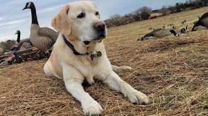 Reese Hunting Dog1