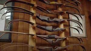 Bear recurve bows on display