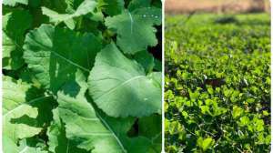 Brassica clover collage