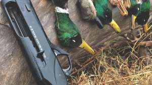Closeup of ducks