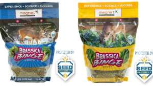 Collage Brassica Binge north and south