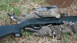Doves and semi auto shotgun copy