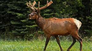 Elk14