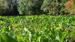 Foodplot0125
