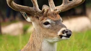Whitetaildeer