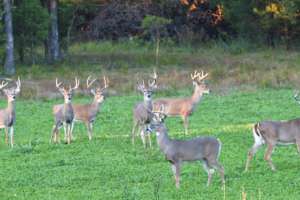 Whitetail Institute food plot PRADCO 190104 133803