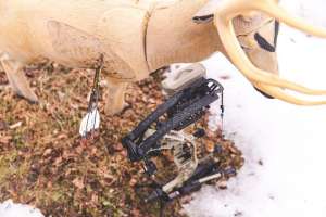 Web Hoyt Alpha AX 3 29 accuracy