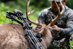 6 deadly accurate arrows lead pic