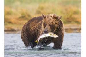 Bear