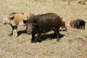 Hog 4