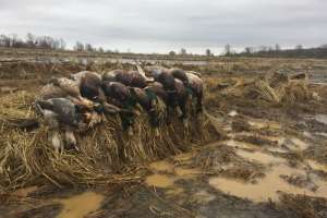 Duck Pile e991f65cda8cad0d03a7ea8cd2674507