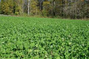 Food Plot e991f65cda8cad0d03a7ea8cd2674507 200316 082501