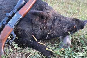 Hog Rifle 1