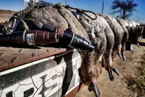 Reese Waterfowl Calls 4 copy f4159788da6a13a05c7755e7e3b29890 211012 132506