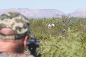 Texas Oryx 2 e991f65cda8cad0d03a7ea8cd2674507 240402 122503